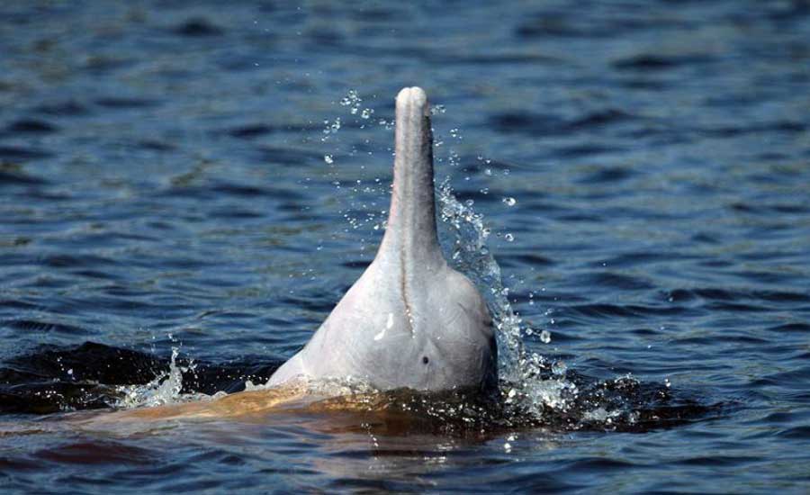Atrapados:<br>Los delfines rosados del río Madeira
