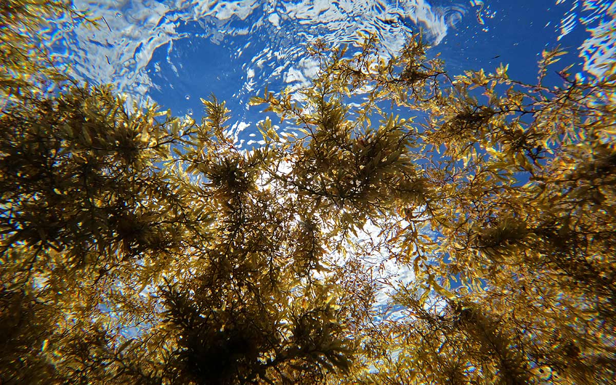 Three countries tangled by sargassum